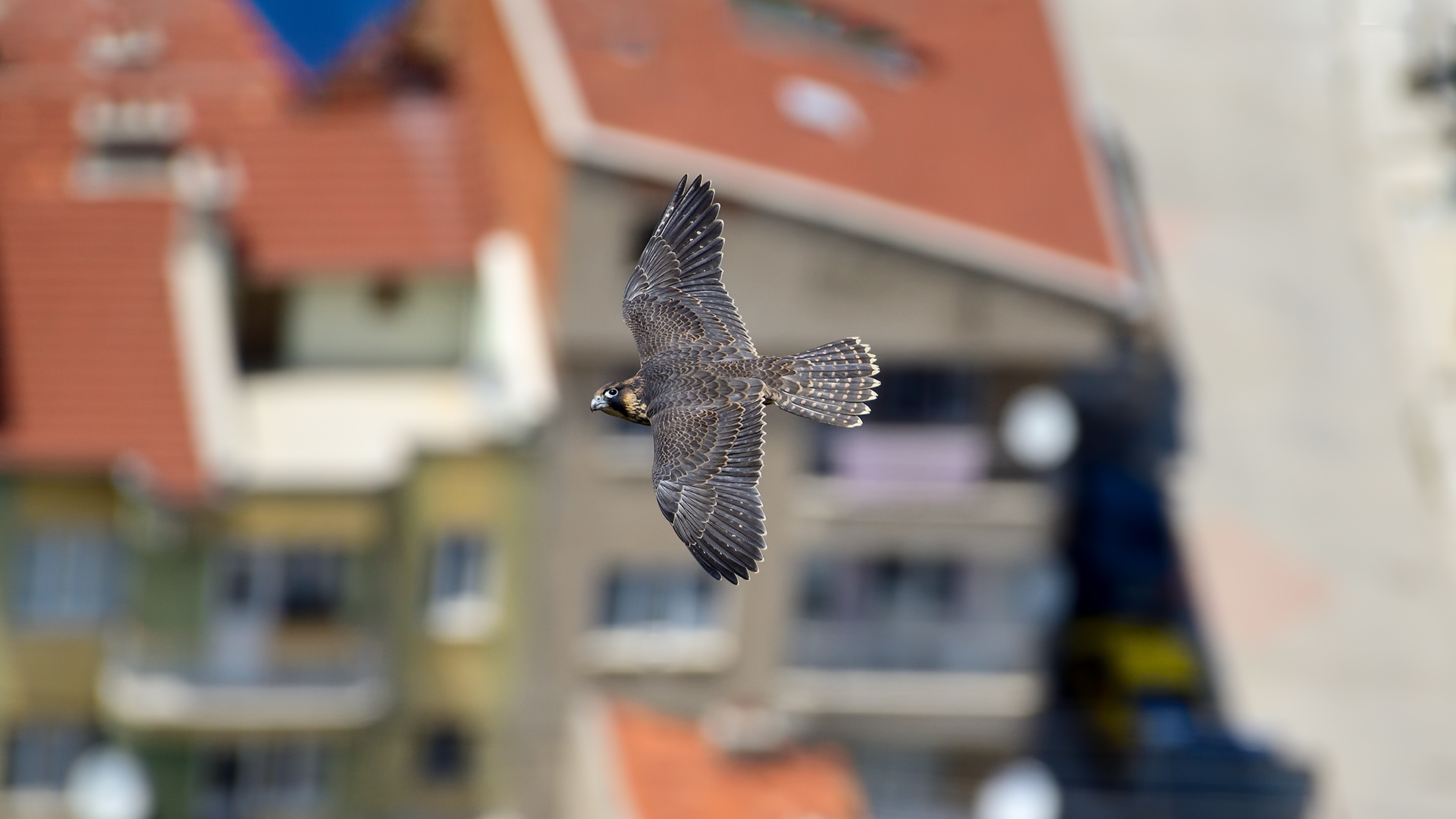 Peregrine Falcon